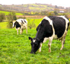 Livestock sector needs to 'exploit' opportunities to hold more nitrogen - report