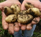 Greenvale partners with Trinity AgTech to reduce potato carbon output