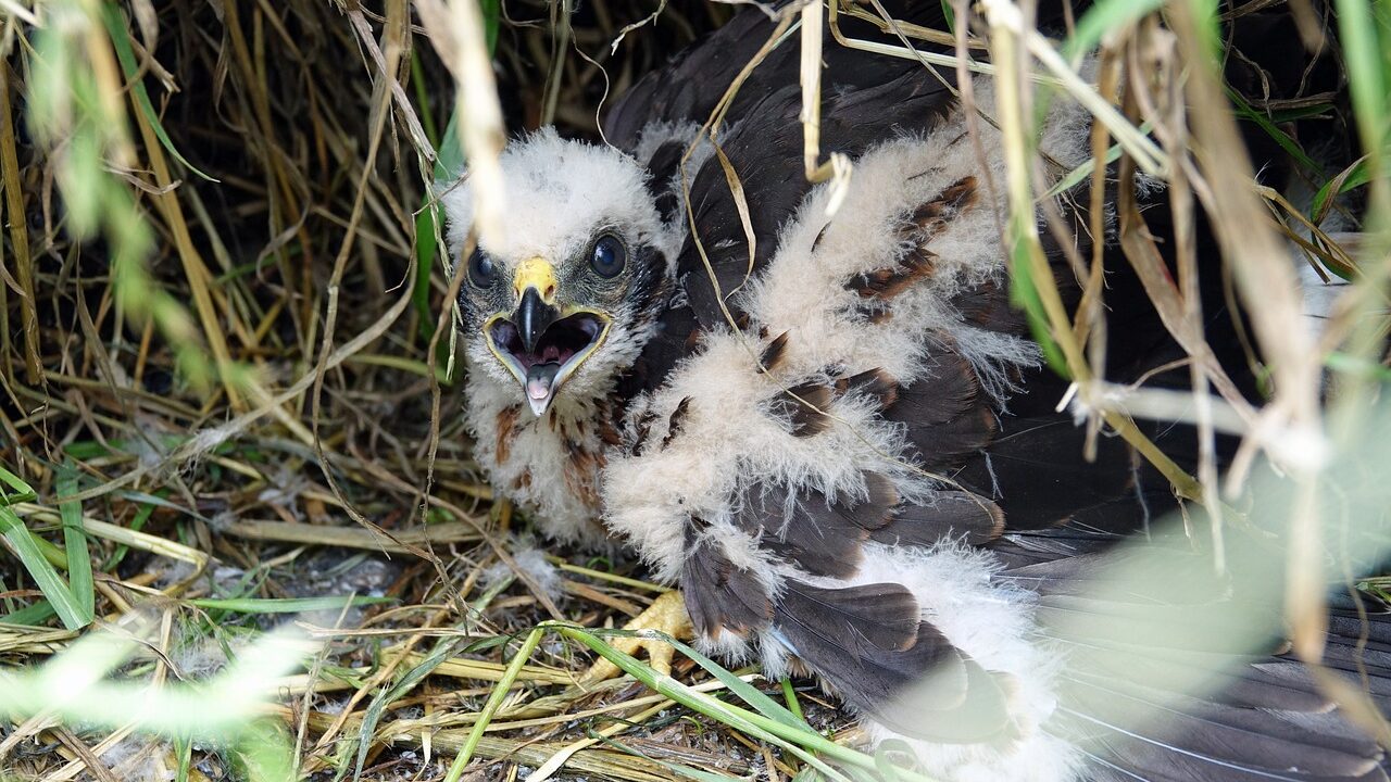 141 hen harrier chicks have fledged this year – Natural England