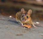 One week to go until snares and glue traps ban in Wales
