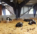 Helping break the cycle of disease at calving with effective biosecurity
