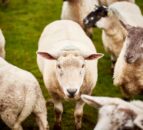 Focus: Adding value to a sheep enterprise with ‘lamb ham’