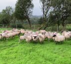 What age should replacement ewes be first mated at?