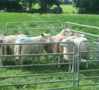 Better farm sheep programme a success in Kilkenny
