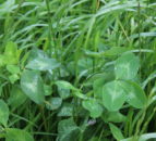 Red clover used as ‘rocket fuel’ on Antrim beef farm