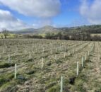Wales to pay higher rates to farmers creating woodland