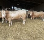 Defra: French ruminant livestock imports to UK postponed