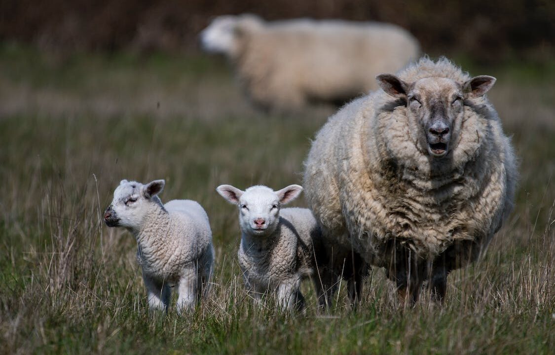 Cornwall event to discuss managing and vaccinating against lameness in sheep