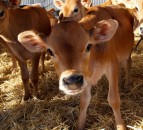 Protecting your dairy calves from cryptosporidium