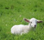 2 lambs killed in suspected dog attack in Llanyre