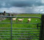 Appeal to rural communities to help farmers protect livestock