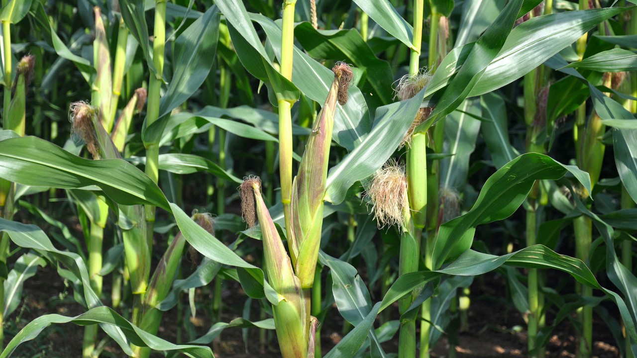 Farmers in Devon/Cornwall should consider moving away from maize – EA