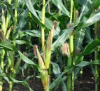 Farmers in Devon/Cornwall should consider moving away from maize - EA
