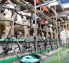 A chlorine-free wash programme for robots, milking equipment and bulk milk tanks