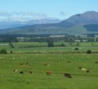 New Zealand beef and sheep farm profits to drop by 30% – report