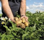 Eurofins Agro UK launches pesticide residue test for potatoes