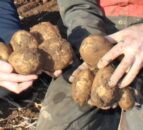 Research: Potatoes receive a key boost in terms of health