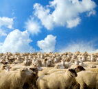 Lamb price cuts stabilising