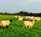 Young sheep farmers to access 'top-class genetics' through NSA initiative
