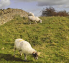 Sheep fencing funding boost