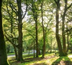 Two forestry funds totalling £14 million open for applications