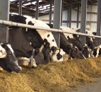 How can subclinical mineral deficiency occur post-calving?