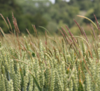 DNA loops provide clue to herbicide resistance in blackgrass