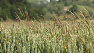DNA loops provide clue to herbicide resistance in blackgrass