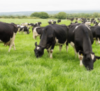 Opinion: Going ‘green’ about to take on real meaning for Irish dairy