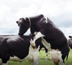 Two reasons why activity monitoring can improve your dairy reproduction results