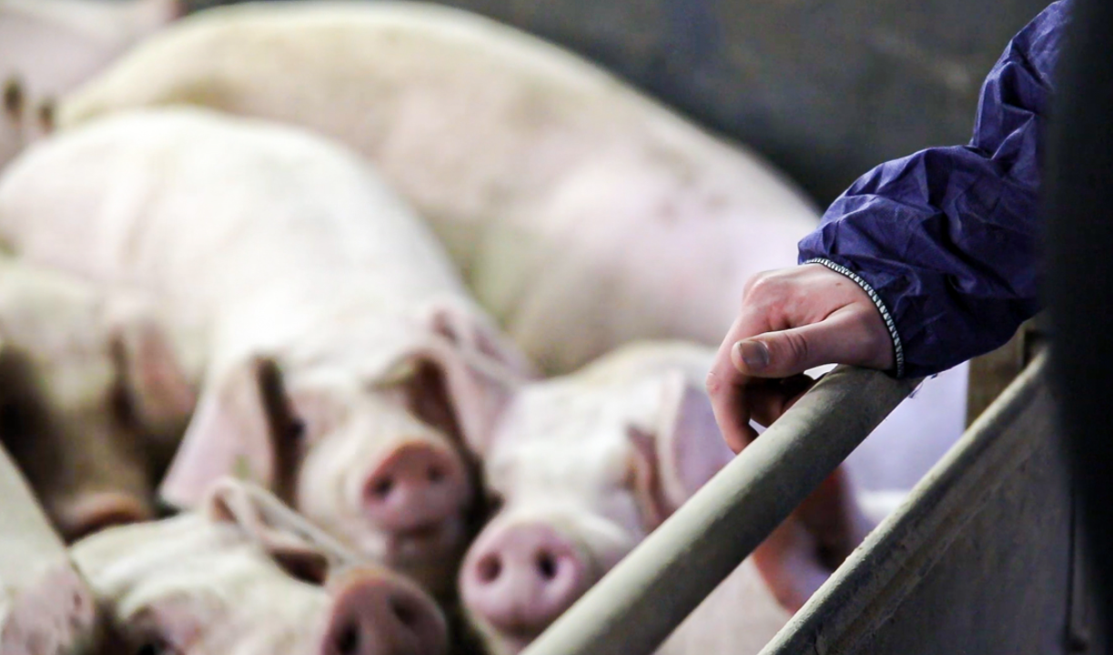 UK pig price continues to fall, but at a slower pace than EU countries – NPA