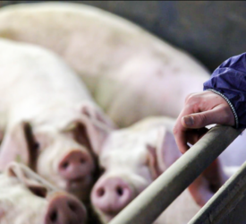 UK pig price continues to fall, but at a slower pace than EU countries – NPA