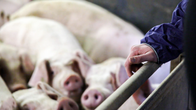 UK pig price continues to fall, but at a slower pace than EU countries - NPA