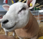 Video: All the highlights from day 3 of Balmoral Show